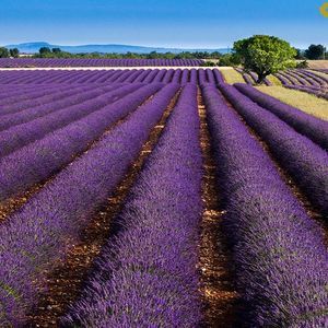 Meet your Posher, Abeer